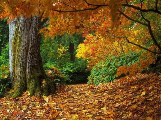 Jesen ide, dunjo moja ...