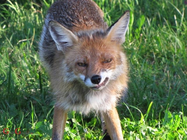 Njenih "devet života" i hrvatska administracija