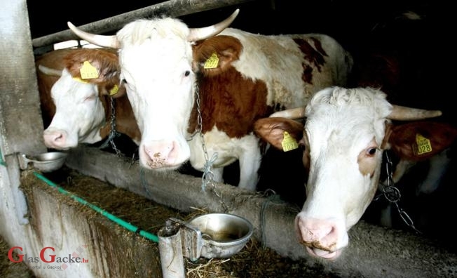 Hrvatski proizvođači mlijeka dotjerani su do ruba propasti 