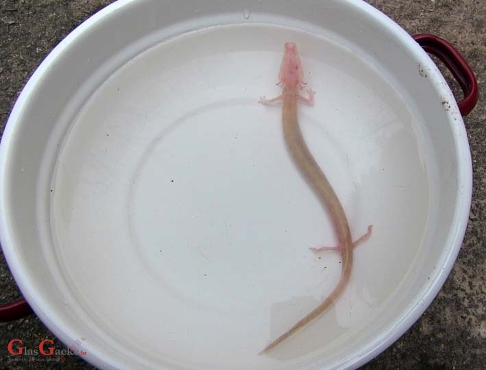 Čovječja ribica u Dabru - crno na bijelo!