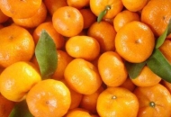 Kako po povoljnoj cijeni do neretvanskih mandarina Kako po povoljnoj cijeni do neretvanskih mandarina