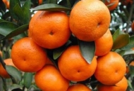 LAG Frankopan i Grad Otočac posreduju u prodaji neretvanskih mandarina LAG Frankopan i Grad Otočac posreduju u prodaji neretvanskih mandarina