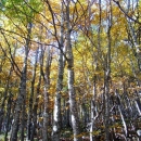 Jesen ide, dunjo moja ...