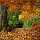 Jesen ide, dunjo moja ...