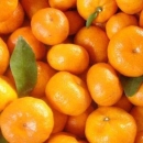 Kako po povoljnoj cijeni do neretvanskih mandarina