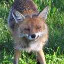 Njenih "devet života" i hrvatska administracija