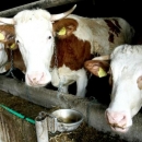 Hrvatski proizvođači mlijeka dotjerani su do ruba propasti 