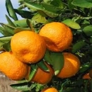 Pomoć županija u korištenju mjera EU za neretvansku mandarinu