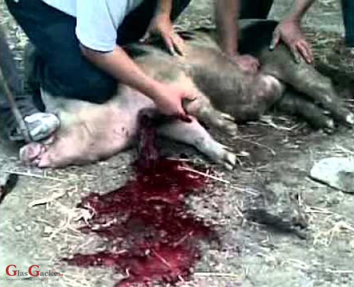 Baba Franca i Jean Claude Junker utvrđivali strategiju klanja babine prasice Dobrice