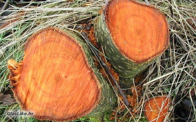 Kradem ja, kradeš ti ... bukvu, grab, javor, trešnju ...