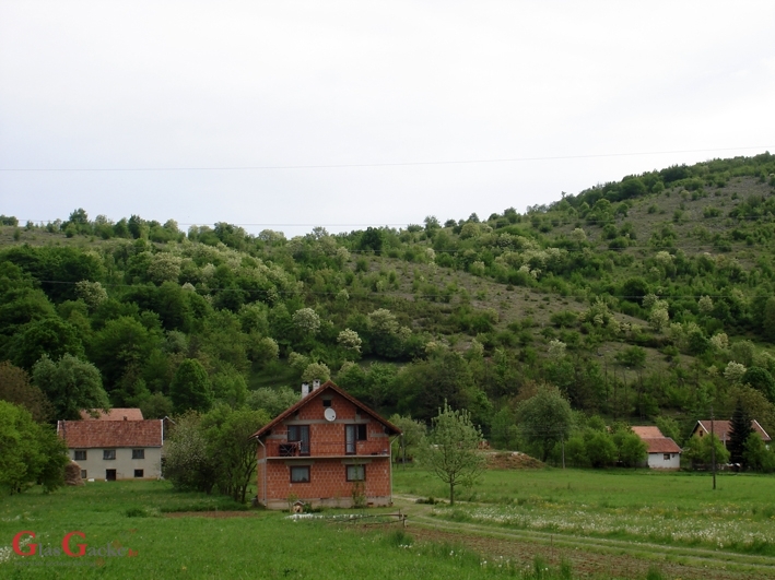 Rascvjetali jaseni i "trubenta"