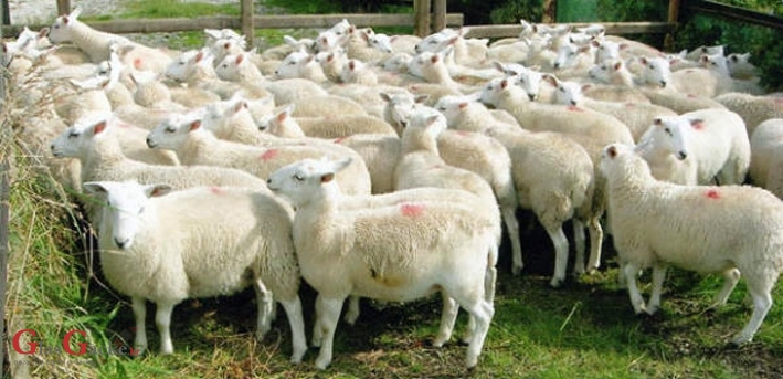 Proizvodnja ovčjeg mesa - u četvrtak popodne