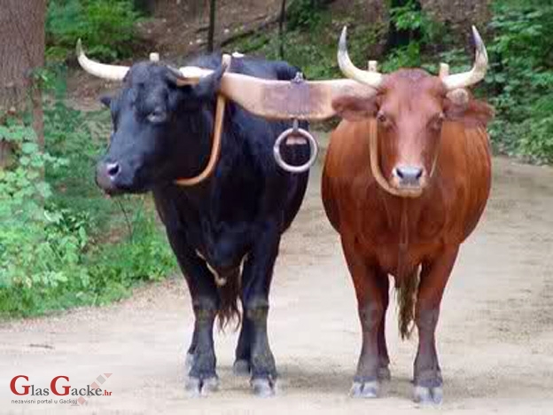 Kod Janjče nastradali pravi volovi
