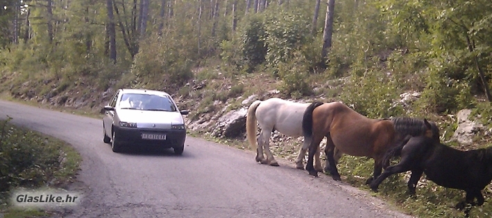 Prometna nesreća zbog konja lutalica