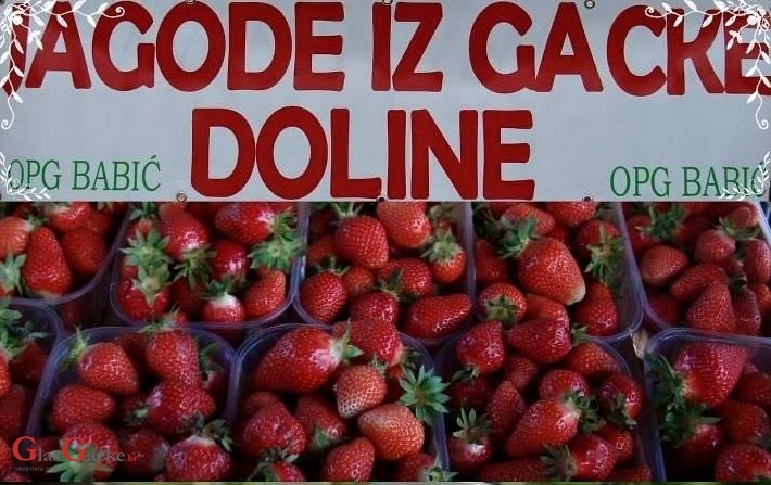 Početak sezone jagoda u Gackoj