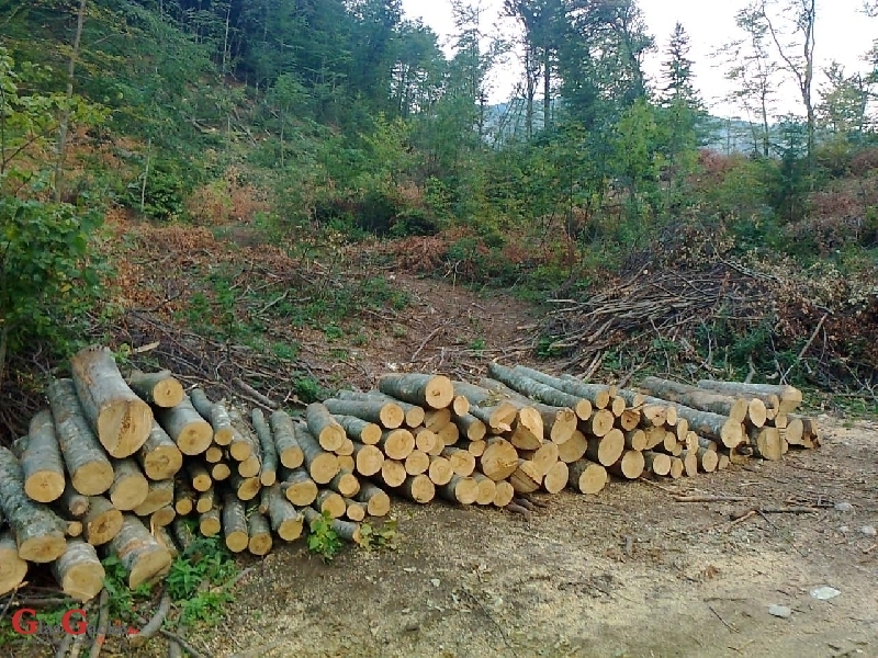 Šumska krađa u Jelvici