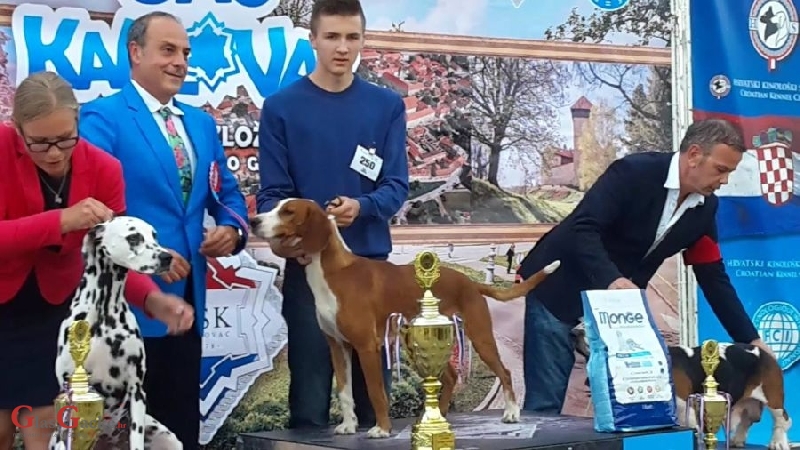 U Lipice dva pehara s izložbe pasa 