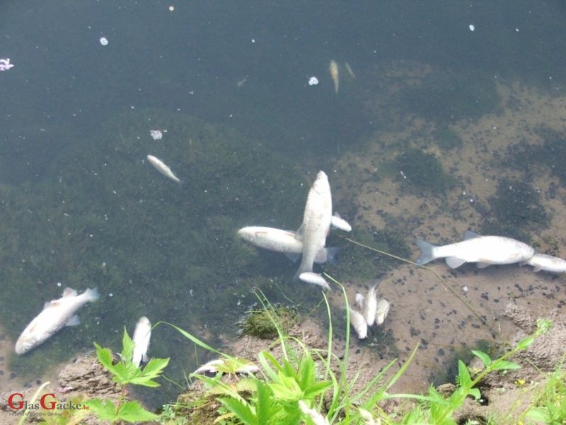 Pomor ribe u Ličkom Lešću