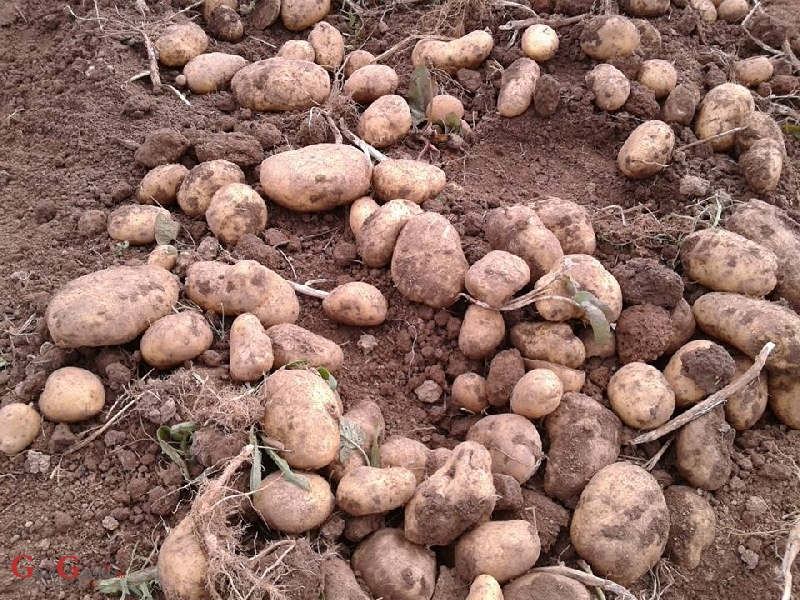 Ove godine bogat urod Ličkog krumpira 