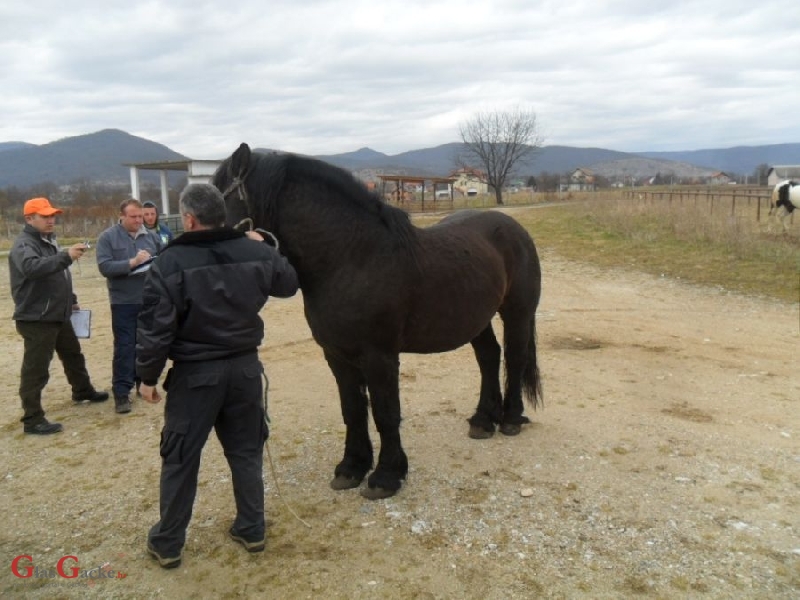 Održano licenciranje rasplodnih grla pastuha 