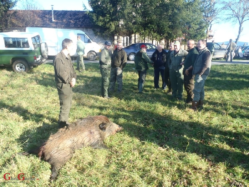 Glasnim gonom na vepra u gateru!