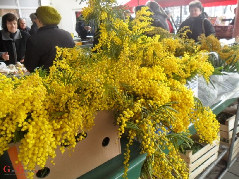 Prve mimoze na otočkoj tržnici Prve mimoze na otočkoj tržnici