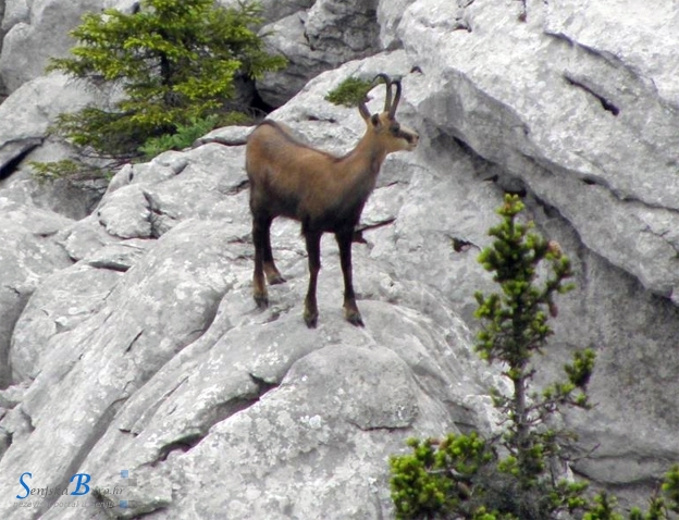 NP Sjeverni Velebit - besplatna stručna vođenja NP Sjeverni Velebit - besplatna stručna vođenja