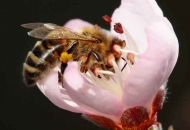 Pčelari, zahtjevi za potporu u 2015. mogu krenuti