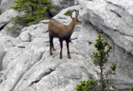 NP Sjeverni Velebit - besplatna stručna vođenja NP Sjeverni Velebit - besplatna stručna vođenja