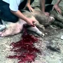 Baba Franca i Jean Claude Junker utvrđivali strategiju klanja babine prasice Dobrice