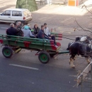 Konji bijeli, konji vrani ...