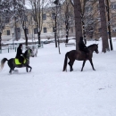 Konji bijeli, konji vrani ... zekani ponajviše
