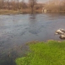 Raste trava zelena, zelena, zelena ...