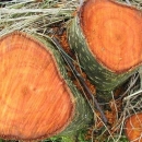 Kradem ja, kradeš ti ... bukvu, grab, javor, trešnju ...