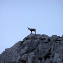 Sutra, na "osnutakdan", u NP Sjeverni Velebit ulaz slobodan