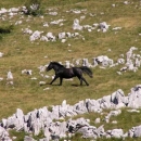 Sutra, na "osnutakdan", u NP Sjeverni Velebit ulaz slobodan