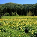 Sutra, na "osnutakdan", u NP Sjeverni Velebit ulaz slobodan