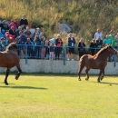 Održana smotra konja u Krivomu Putu