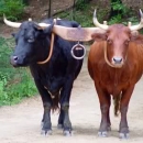 Kod Janjče nastradali pravi volovi