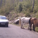 Prometna nesreća zbog konja lutalica