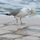 Foto đir po gradu