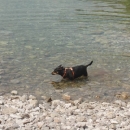 Otvorena plaža za pse