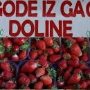 Početak sezone jagoda u Gackoj