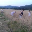 KUD „Lipa“ i žetva uoči Ilinje
