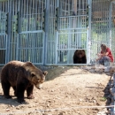 Dva medvjeda iz Splita stigla u Kuterevo
