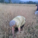 KUD „Lipa“ i žetva uoči Ilinje