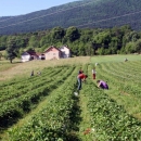 Eko jagode iz Ličkog Lešća iz polja na stol