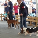 U Lipice dva pehara s izložbe pasa 
