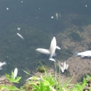 Pomor ribe u Ličkom Lešću