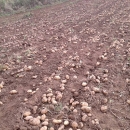 Ove godine bogat urod Ličkog krumpira 